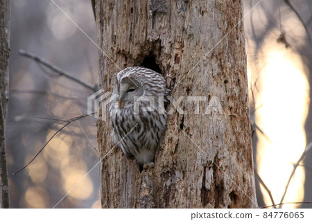 Ezo Owl 貓頭鷹 Kunnelek Kamui Isosanke Kamui Hokkaido Wild Birds Awakening Evening 84776065