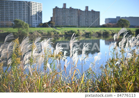 Reflection of Japanese pampas grass on the riverbed and the condominium Tama River, a sign of autumn Reflection of Japanese pampas grass on the riverbed and the condominium Tama River, a sign of autumn 84776113