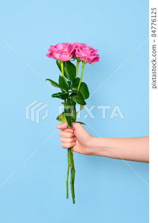 Tender pink roses bouquet in hand isolated on blue background. Trendy banner for Valentines Day, International Womens Day or mothers day. Tender pink roses bouquet in hand isolated on blue background. Trendy banner for Valentines Day, International Womens Day or mothers day. 84776125