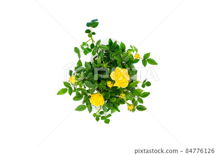 Top view on beautiful small bush of yellow roses in a pot isolated on white background. Home plants and gardening concept Top view on beautiful small bush of yellow roses in a pot isolated on white background. Home plants and gardening concept 84776126