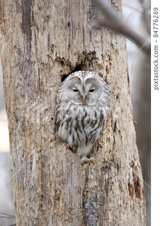 蝦夷貓頭鷹貓頭鷹 Kunnelek Kamui Isosanke Kamui 北海道野生鳥類 蝦夷貓頭鷹貓頭鷹 Kunnelek Kamui Isosanke Kamui 北海道野生鳥類 84776289