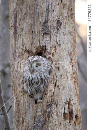 蝦夷貓頭鷹貓頭鷹 Kunnelek Kamui Isosanke Kamui 北海道野生鳥類 84776291