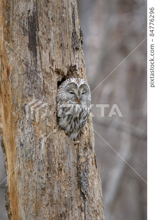Ezo Owl Owl Kunnelek Kamui Isosanke Kamui Hokkaido Wild Bird Ezo Owl Owl Kunnelek Kamui Isosanke Kamui Hokkaido Wild Bird 84776296