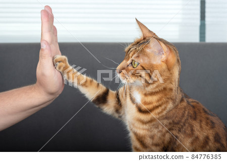 The cute Bengal cat gives a high-five paw to the owner with love. The cute Bengal cat gives a high-five paw to the owner with love. 84776385