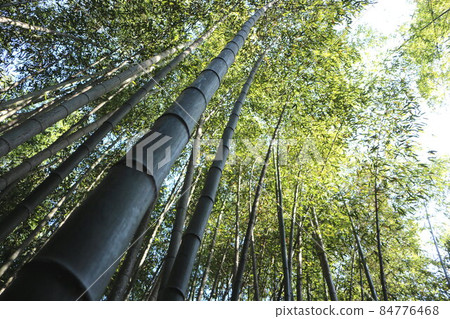 Countless green bamboo growing highly Countless green bamboo growing highly 84776468
