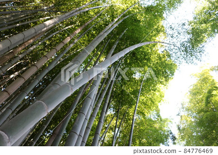 Countless green bamboo growing highly 84776469