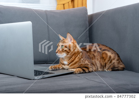 A domestic cat uses a laptop during a lockdown. 84777302