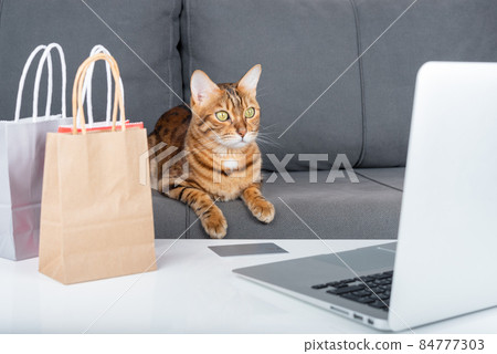 A domestic cat buys gifts for the New Year online. A domestic cat buys gifts for the New Year online. 84777303