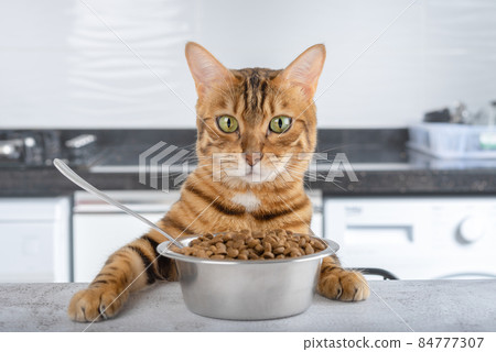 A bowl of dry cat food on the table and a Bengal cat. A bowl of dry cat food on the table and a Bengal cat. 84777307