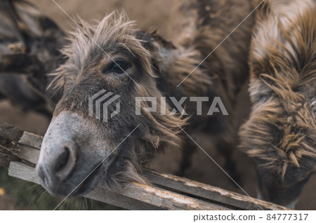 Close up of the animals head Close up of the animals head 84777317