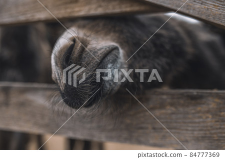 Cute donkeys at the cattle farm 84777369
