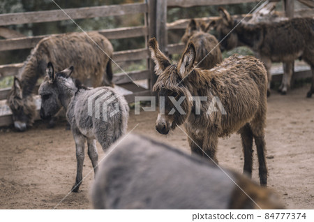 Cute donkeys at the cattle farm 84777374