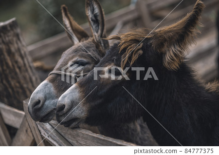 Cute donkeys at the cattle farm Cute donkeys at the cattle farm 84777375