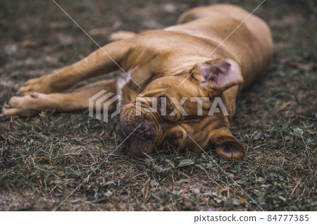 Two dogs playing on the ground Two dogs playing on the ground 84777385