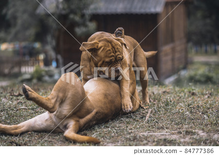Two dogs playing on the ground Two dogs playing on the ground 84777386