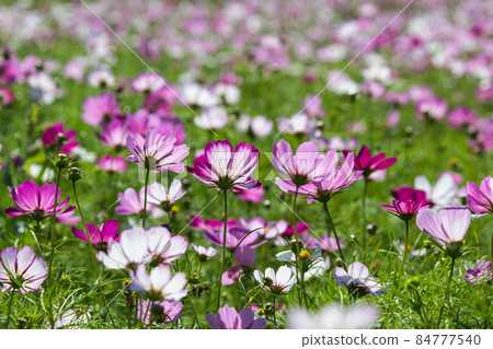 波斯菊,花季,小朵,可愛,美麗 波斯菊,花季,小朵,可愛,美麗 84777540