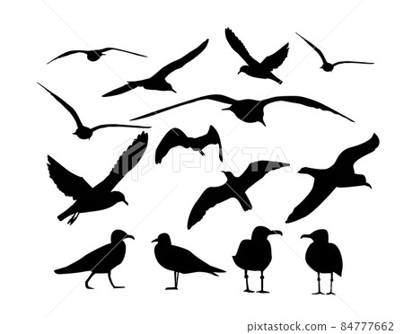 Set of sea gulls. Vector illustration 84777662