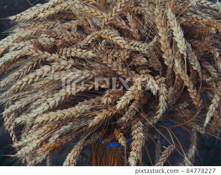 A sheaf of ripe golden wheat, close-up. A sheaf of ripe golden wheat, close-up. 84778227