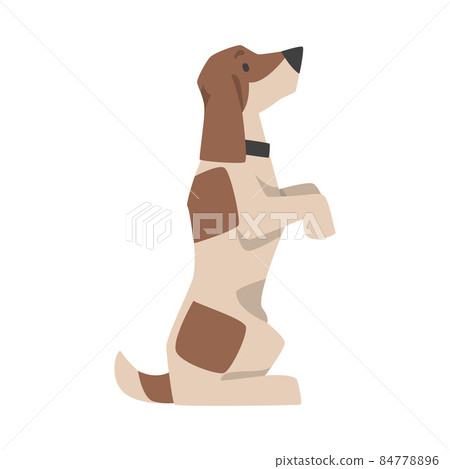 Beagle Dog Breed with Brown Marking and Collar on Neck Sitting on Hind Legs Vector Illustration 84778896