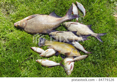 fishes on summer grass after fishing fishes on summer grass after fishing 84779126