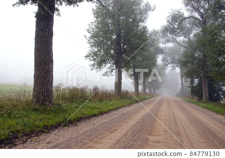 summer road with mist and tree summer road with mist and tree 84779130