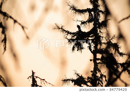 Silhouette of western capercaillie lekking on tree Silhouette of western capercaillie lekking on tree 84779420