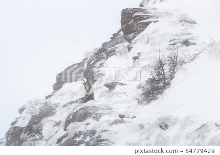 Tatra chamois standing on mountains in winter nature 84779429