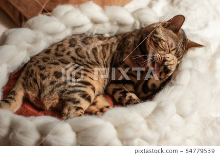 Bengal cat resting in merino wool round pet lounge in creamy and terracotta rust tones. 84779539