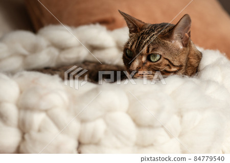 Bengal cat resting in merino wool round pet lounge in creamy and terracotta rust tones. Bengal cat resting in merino wool round pet lounge in creamy and terracotta rust tones. 84779540