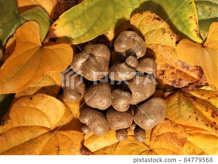 Zero crown Zero crown 84779568