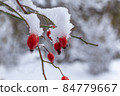 Rose Hip fruits. 84779667
