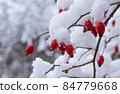 Rose Hip fruits. 84779668