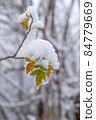 Autumn leaves covered by snow. 84779669