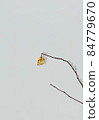 Yellow autumn leaf. 84779670