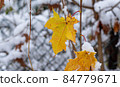 Autumn leaves covered by snow. 84779671