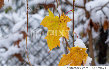 Autumn leaves covered by snow. 84779671