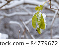 Autumn leaves covered by snow. 84779672