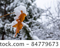 Autumn leaves covered by snow. 84779673