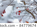 Autumn leaves covered by snow. 84779674