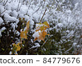 Autumn leaves covered by snow. 84779676