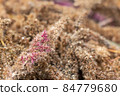 Dry Amaranth paniculate flowers. 84779680