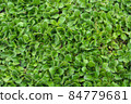 Green leafy background. 84779681