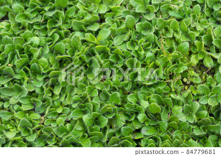 Green leafy background. Green leafy background. 84779681