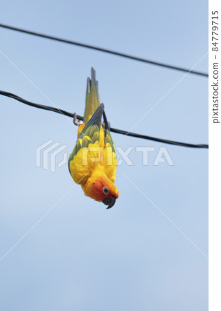 yellow sun  conure parrot hanging on electric wire 84779715