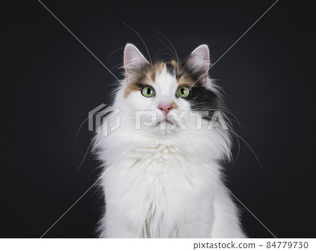Turkish Van cat on black background Turkish Van cat on black background 84779730