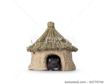Hamster with house on white background Hamster with house on white background 84779740
