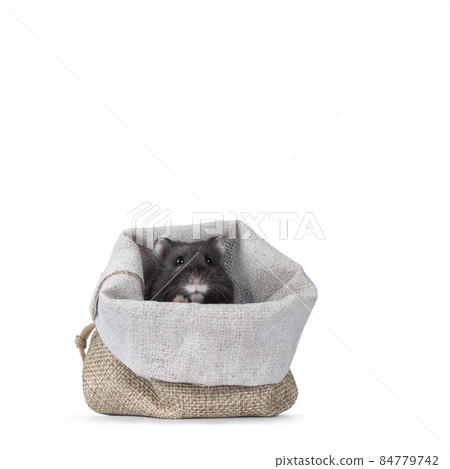 Hamster in bag on white background Hamster in bag on white background 84779742