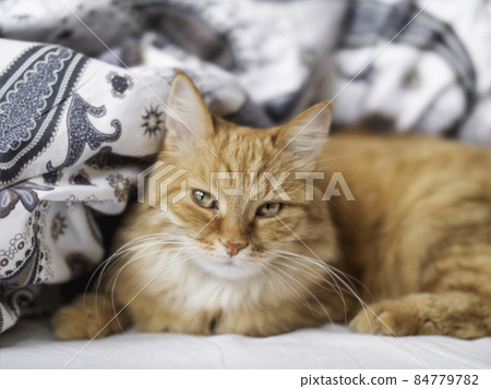 Cute ginger cat is sleeping in bed. Fluffy pet has comfortable a nap on patterned linen. Cozy home. 84779782