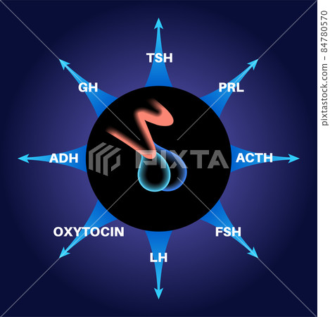 Pituitary gland hormones Pituitary gland hormones 84780570