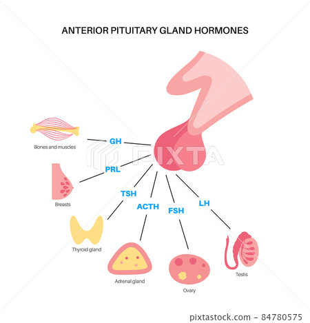 Pituitary gland hormones 84780575